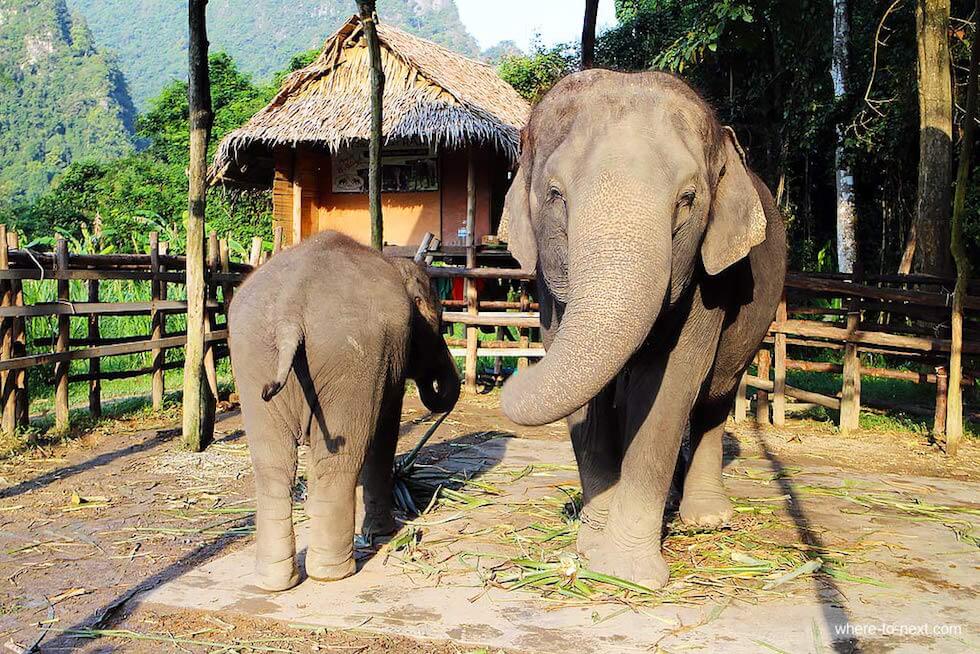 קרן הפילים הוטסדין (Hutsadin Elephant Foundation)