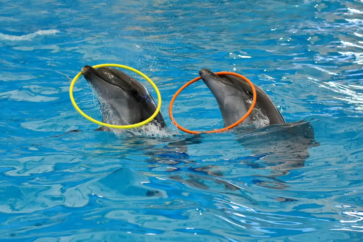 מופע דולפינים בפוקט – Dolphins Bay Phuket