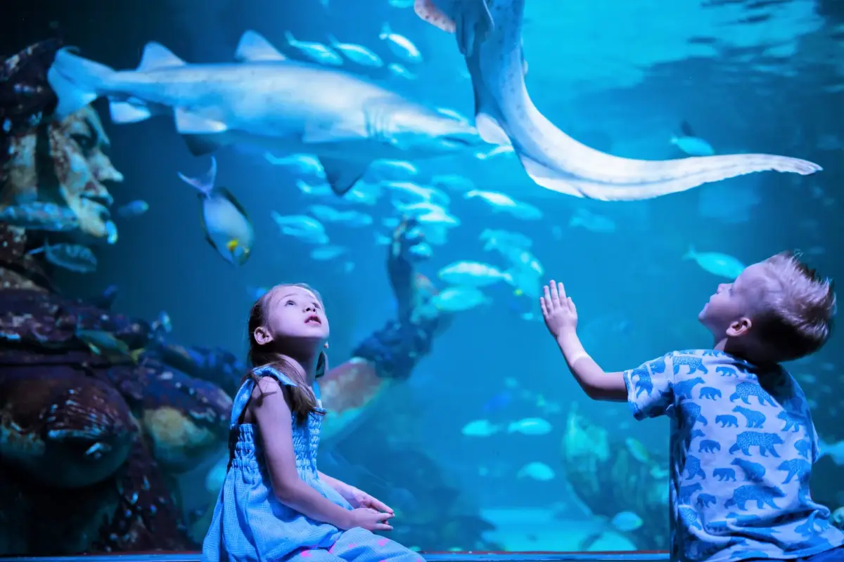 אקווריום פוקט – Phuket Aquarium