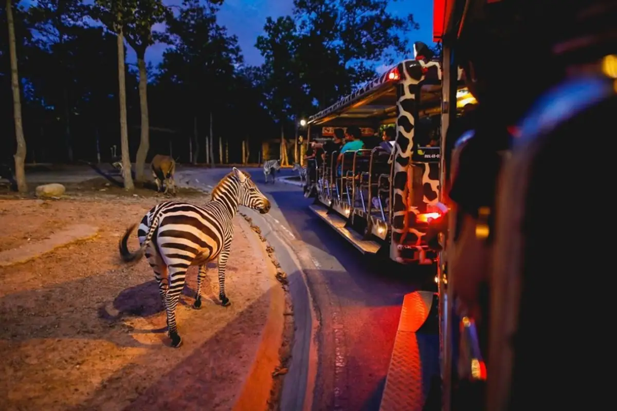 ספארי הלילה בצ'יאנג מאי – Chiang Mai Night Safari