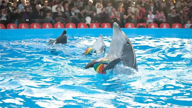 מופע דולפינים בפטאיה – Pattaya Dolphinarium