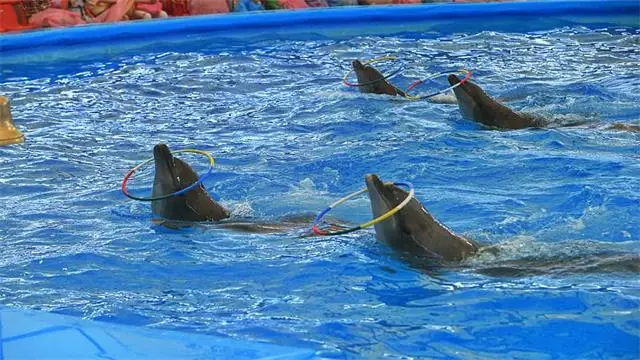 מופע דולפינים בפטאיה – Pattaya Dolphinarium