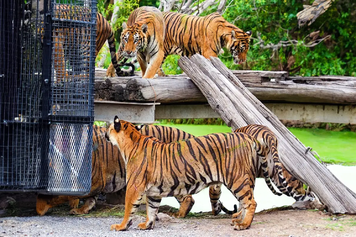 עולם הספארי בבנגקוק – Safari World Bangkok